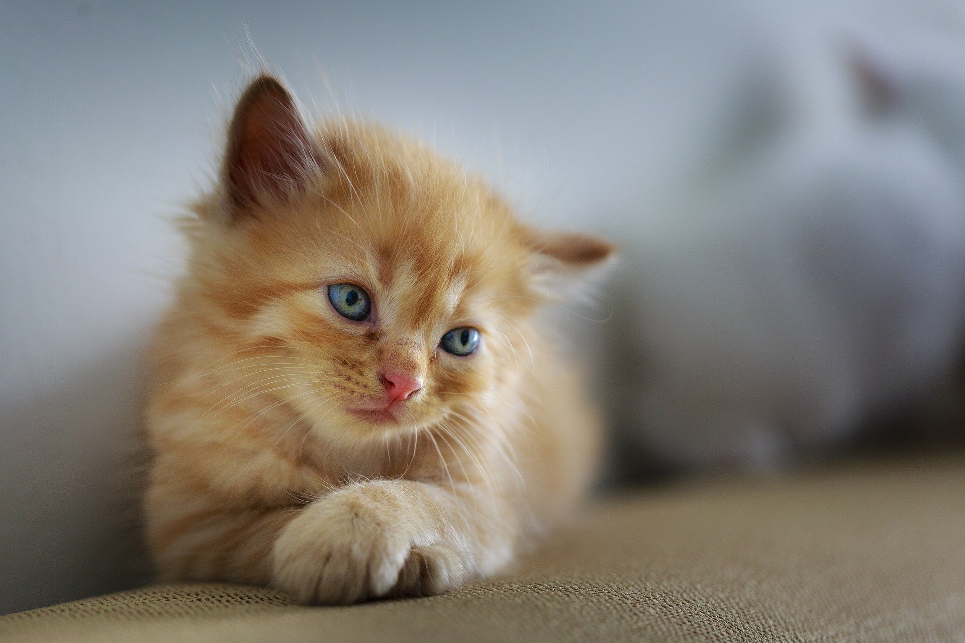 Časté a přetrvávající zvracení u kočky je nejčastěji způsobeno nahromaděním spolknuté srsti